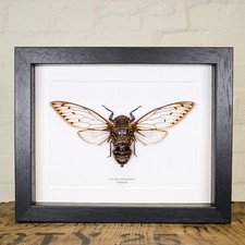 Tiger Moth Airplane Sunset Small Photograph 6/" x 4/" Art Print Photo Gift #8846