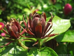 weißer groblumiger Gewürzstrauch duftend Sinocalycalycanthus Venus 70cm reichbl.