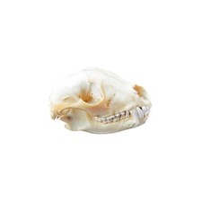 Authentic Coyote Skull Real Taxidermy Genuine Animal Bones Hunting Cabin Decor